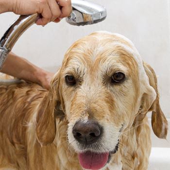 Dog getting bathed at Eden Commons, Chicago